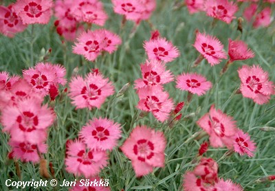  Dianthus gratianopolitanus